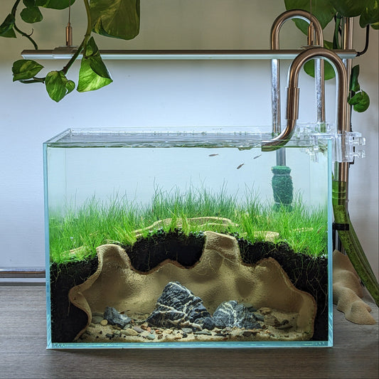 The Mangrove Hollow - Featured on TikTok